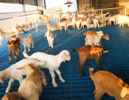 Rejas de suelo de fibra de vidrio de alta resistencia Rejas moldeadas de FRP para cabras de pollo de cerdo