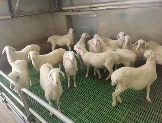 Rejas de suelo de fibra de vidrio de alta resistencia Rejas moldeadas de FRP para cabras de pollo de cerdo