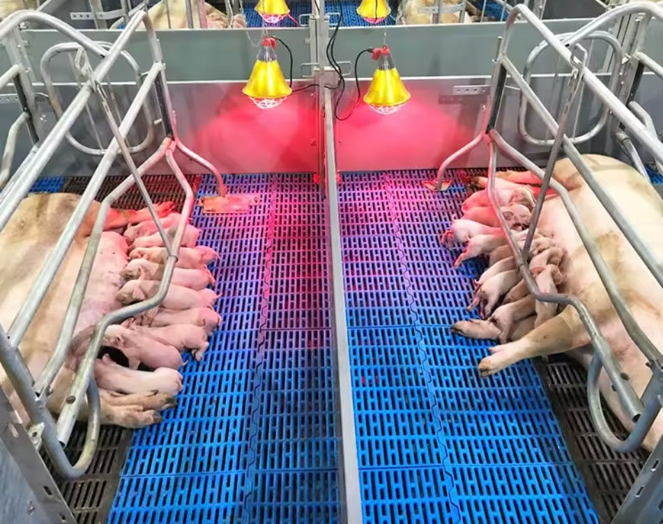 Rejas de suelo de fibra de vidrio de alta resistencia Rejas moldeadas de FRP para cabras de pollo de cerdo